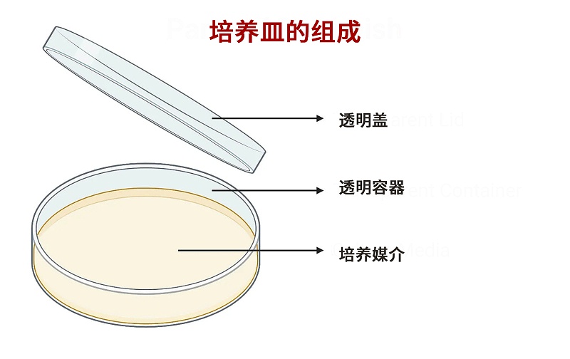 培養(yǎng)皿的組成部件